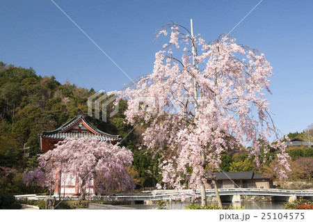 勝尾寺 桜風景の写真素材