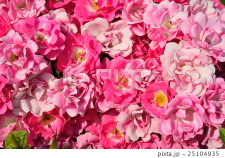 バラ オルレアンローズ バラ オルレアンローズ 25104935