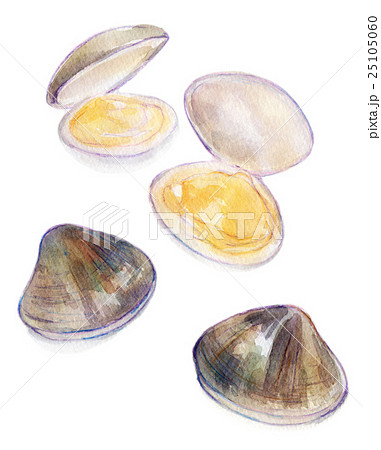 水彩イラスト 蛤のイラスト素材