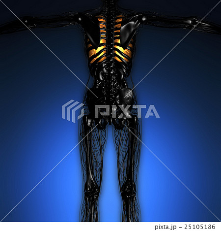 science anatomy of woman body with glow lungs science anatomy of woman body with glow lungs 25105186