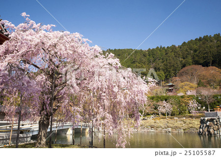 勝尾寺 桜風景 青空バックの写真素材