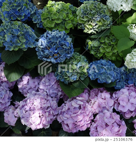 日陰の紫陽花 日陰の紫陽花 25106376