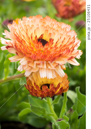 二輪のキンセンカ 二輪のキンセンカ 25106431