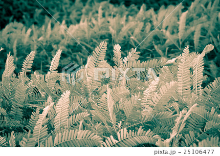 Green plant with wind at outdoor Green plant with wind at outdoor 25106477