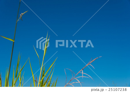 Grass with blue sky background. Grass with blue sky background. 25107238