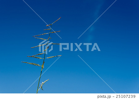 Grass with blue sky background. Grass with blue sky background. 25107239