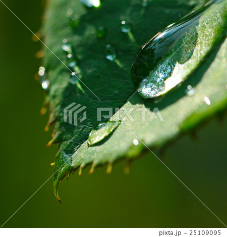 Fresh herb leaf with dew drops Fresh herb leaf with dew drops 25109095