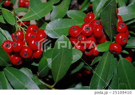 ピラカンサの実（クローズアップ） 25109410