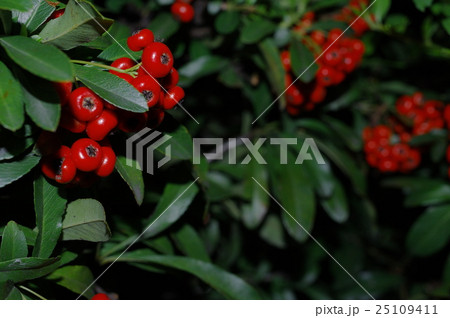ピラカンサの実 ピラカンサの実 25109411