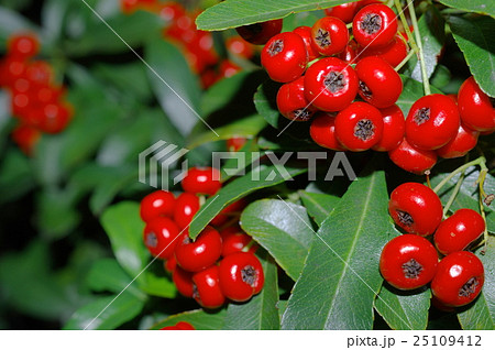 ピラカンサの実（クローズアップ） 25109412