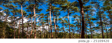 えびの高原 赤松の原生林 霧島ジオパーク えびの高原 赤松の原生林 霧島ジオパーク 25109420