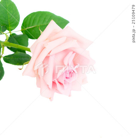 Pink blooming roses Pink blooming roses 25109479