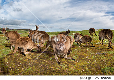 Kangaroo mother father and son portrait Kangaroo mother father and son portrait 25109696