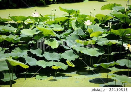 越前花はす公園 越前花はす公園 25110313