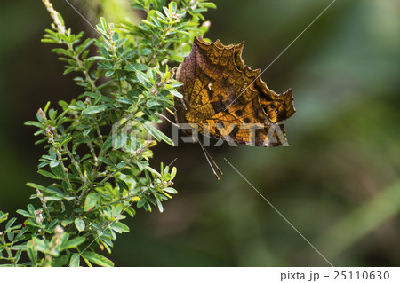 秋の日に見つけたチョウ 25110630