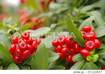 ピラカンサの実 ピラカンサの実 25110657