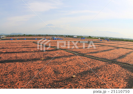 桜エビの天日干し 25110750