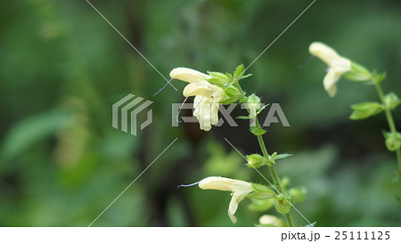 キバナアキギリ 25111125