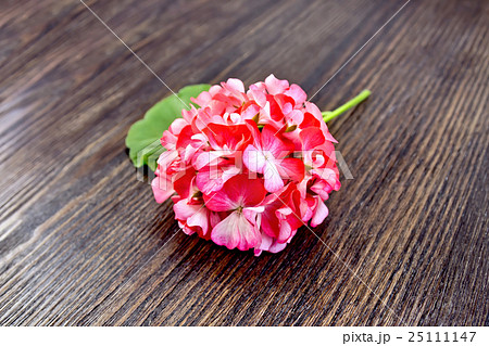 Geranium pink with leaf on wooden board Geranium pink with leaf on wooden board 25111147