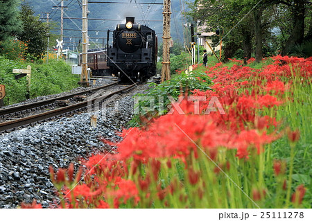 秩父鉄道「雨上がりの彼岸花とSLパレオエクスプレス号」 25111278