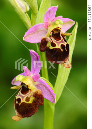 Late Spider Orchid, flowering European wild orchid 25111364