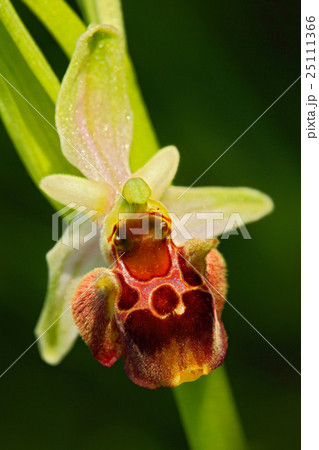 Late Spider Orchid, Ophrys holosericea Late Spider Orchid, Ophrys holosericea 25111366