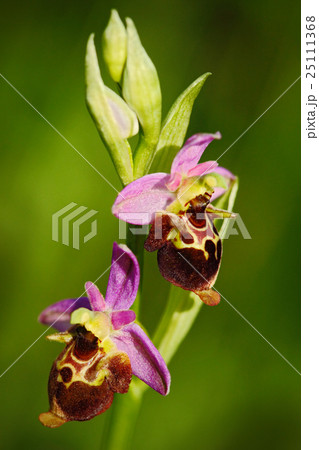 Late Spider Orchid, Ophrys holosericea Late Spider Orchid, Ophrys holosericea 25111368
