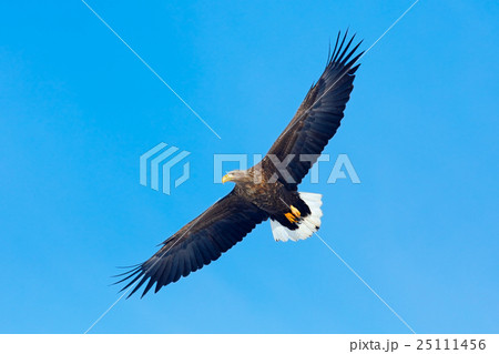 White-tailed eagle, Haliaeetus albicilla, big bird 25111456