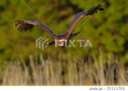 Steppe Eagle, Aquila nipalensis, bird moving Steppe Eagle, Aquila nipalensis, bird moving 25111703