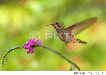 Hummingbird Brown Violet-ear, Colibri delphinae Hummingbird Brown Violet-ear, Colibri delphinae 25111704