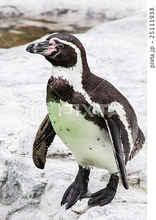 ペンギン ペンギン 25111938