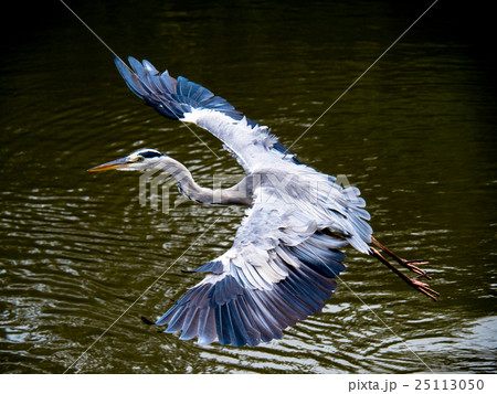 青鷺の羽ばたき 25113050