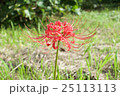 ヒガンバナ 25113113