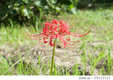 ヒガンバナ 25113113