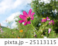 コスモス　後ろ側 25113115