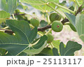 イチジク 25113117