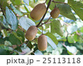 キウイ 25113118