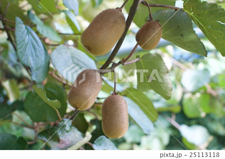 キウイ キウイ 25113118