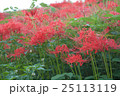 群生する彼岸花 25113119