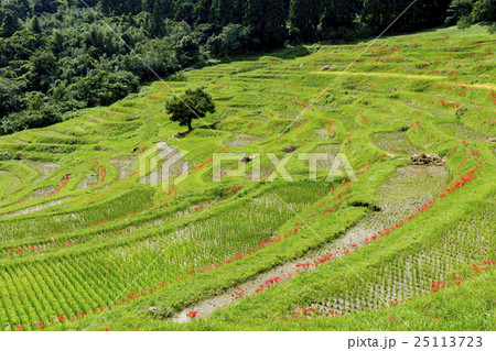 棚田の風景 棚田の風景 25113723
