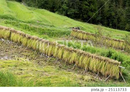 田園風景　稲木　稲掛け 25113733