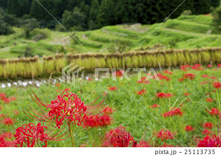 田園風景 稲木 稲掛け 田園風景 稲木 稲掛け 25113735