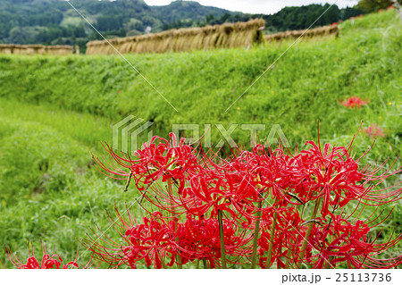 棚田と彼岸花 25113736