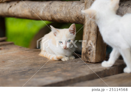 White stray kitten unattended. 25114568