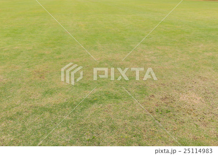 green grass and dry grass in park green grass and dry grass in park 25114983