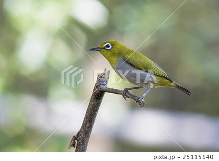 Oriental White-eye  25115140