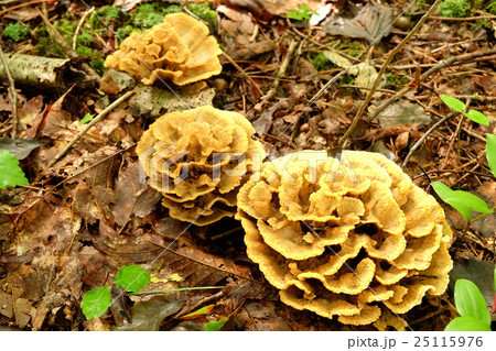 ボタンイボタケ ボタンイボタケ 25115976