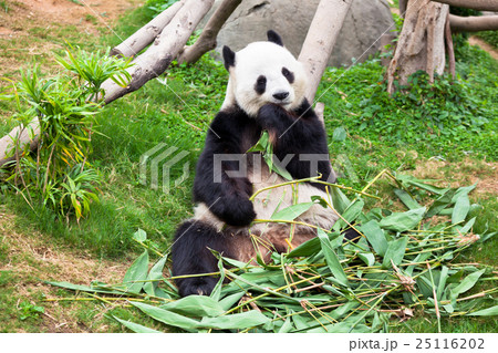 Giant panda bear in the zoo 25116202