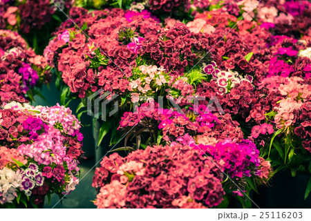 Beautiful carnation flowers at an european market Beautiful carnation flowers at an european market 25116203