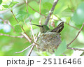 Anna's Hummingbird nest 25116466